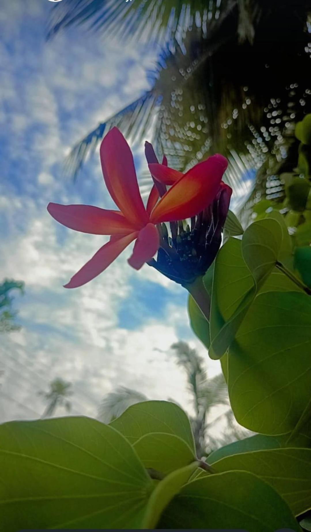 Marari Beach Bungalow Resort Alleppey Mararikulam Zewnętrze zdjęcie